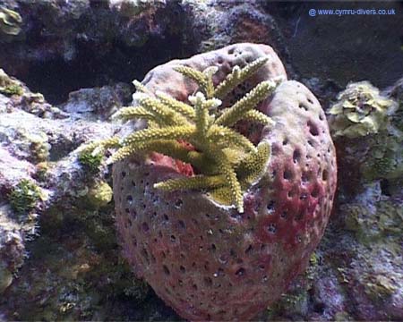 Coral Caymans