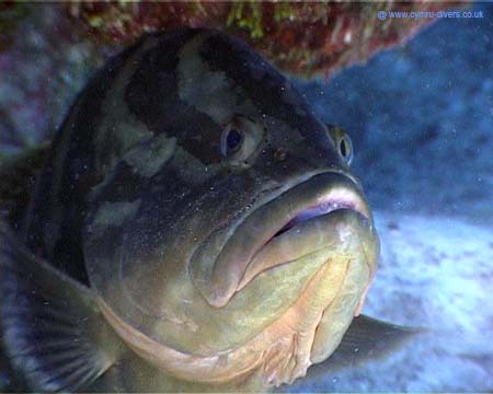 Grouper Caymans04bmp