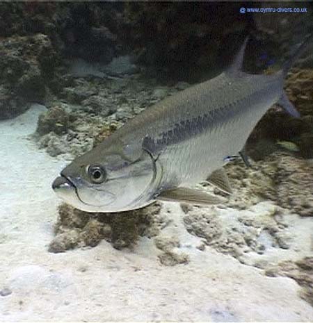 Tarpon Caymans06
