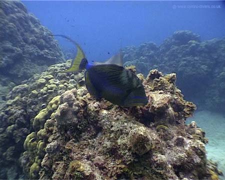Trigget Fish Caymans