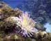 Anenome Caomans02