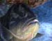 Grouper Caymans04bmp