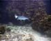 Tarpon Caymans03
