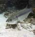 Tarpon Caymans06