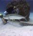 Tarpon Caymans09