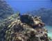 Trigget Fish Caymans