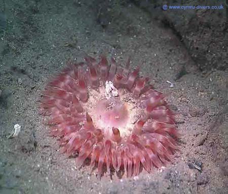 Anenome
