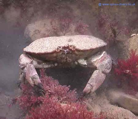 Edible Crab1