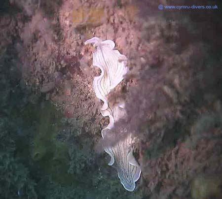 Flatworm