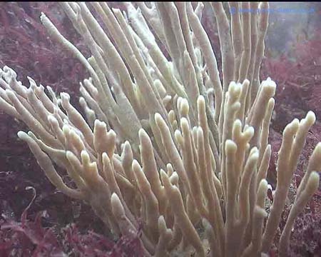Sponge2