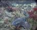 Dog Fish2