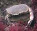 Edible Crabs