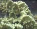 Sponge