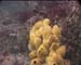 Sponge9