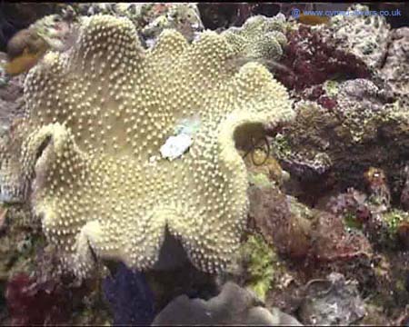 Coral Maldives copy