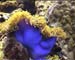 Blue Anenome Maldives