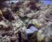 Filming Moray Maldives copy