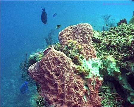 Cozumel1