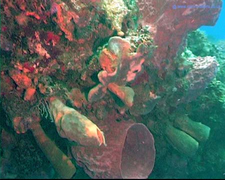 Cozumel3 copy