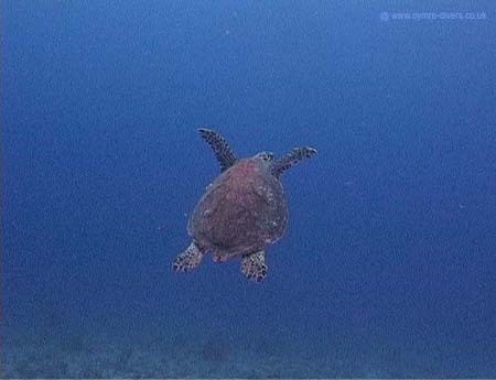 Tortuga16