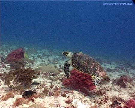 Tortuga2 copy
