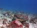 Tortuga14 copy
