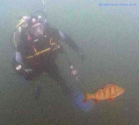 Martin & perch