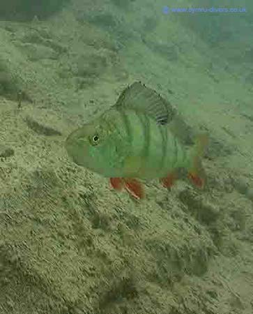 Perch1