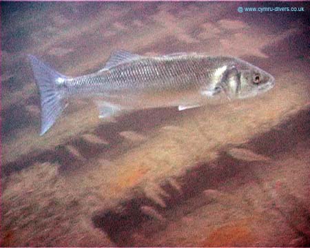 Bass01