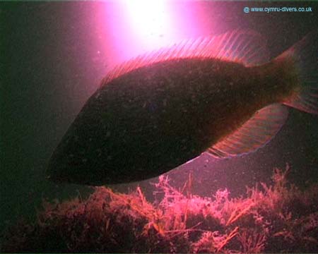 Fish in Light