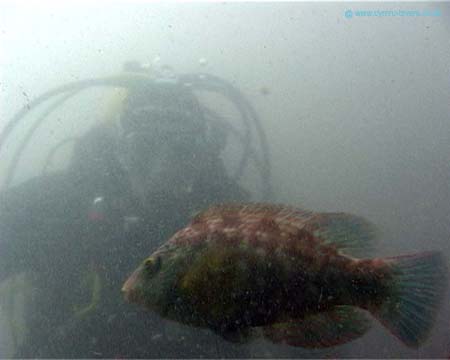 Martin & Fish2