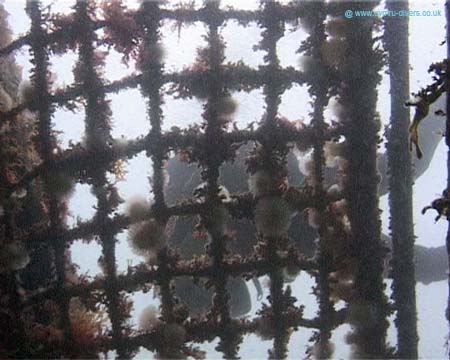 Netting&Diver