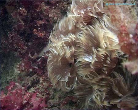 TubeWorm