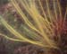 Fern