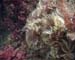 TubeWorm