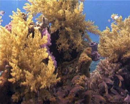 Coral09