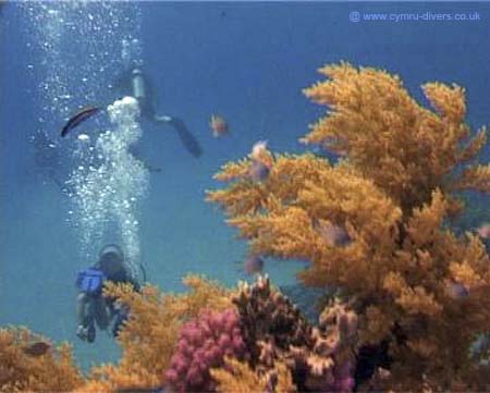Divers & Coral