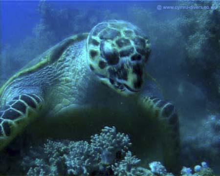 Turtle02