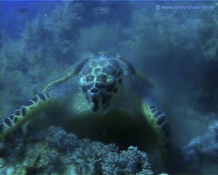 Turtle03