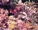 Lion Fish02