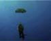 Nepoleon Wrasse