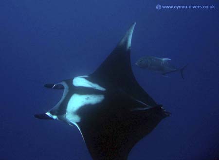 Manta2