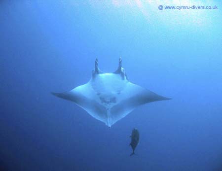 Manta3