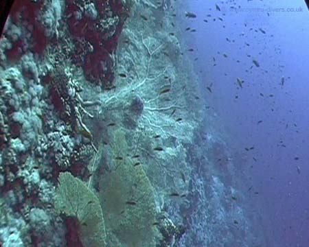 Brolthers Red Sea 03