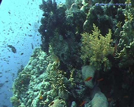 Coral Red Sea o3 Brothers