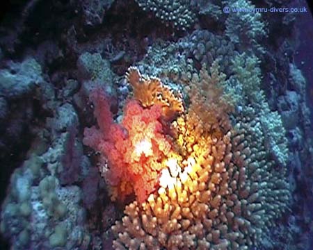 Coral on Brothers