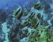 Angel Fish Red Sea 02