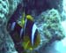 Clown Fish Red Seav 02