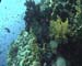 Coral Red Sea o3 Brothers