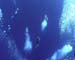 Deep Divers